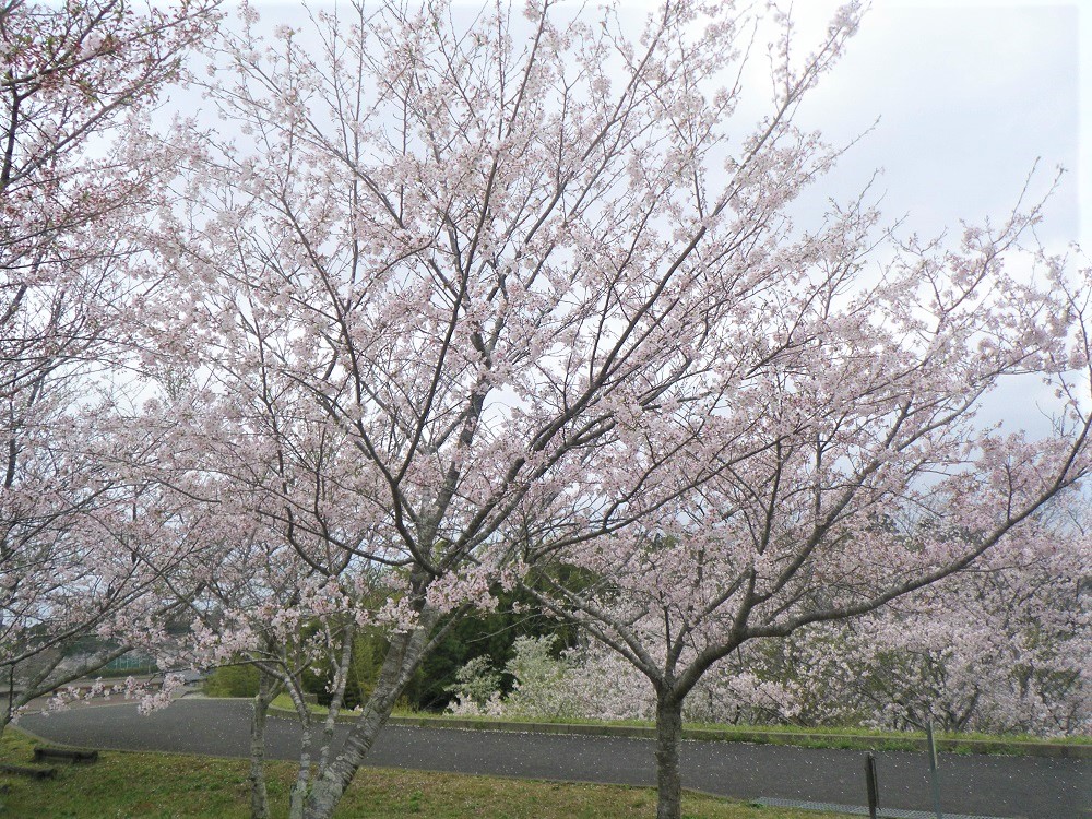 令和5年 天神山公園桜開花情報-3月28日 天神山公園桜1