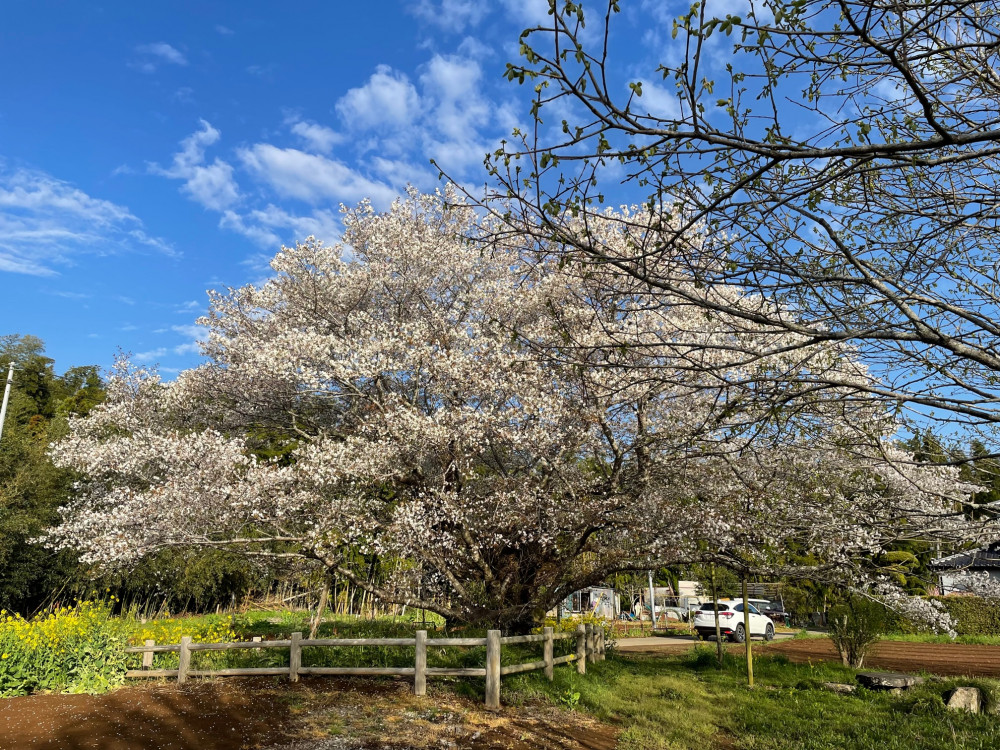 令和5年 黄門桜開花情報-3.29_3