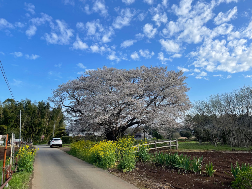 令和5年 黄門桜開花情報-3.29_2