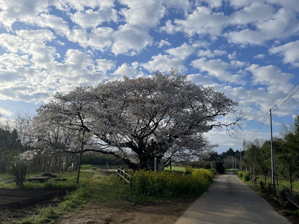 令和5年 黄門桜開花情報-3.29_1