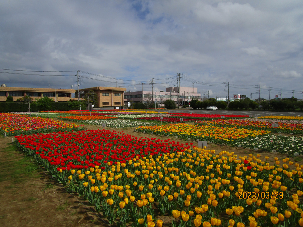 令和5年 のさか花の広場チューリップ開花情報-のさかチューリップ_3月29日（水曜日）