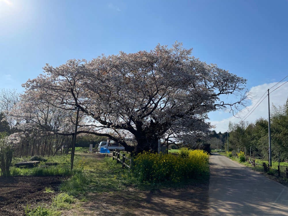 令和5年 黄門桜開花情報-3.30_1