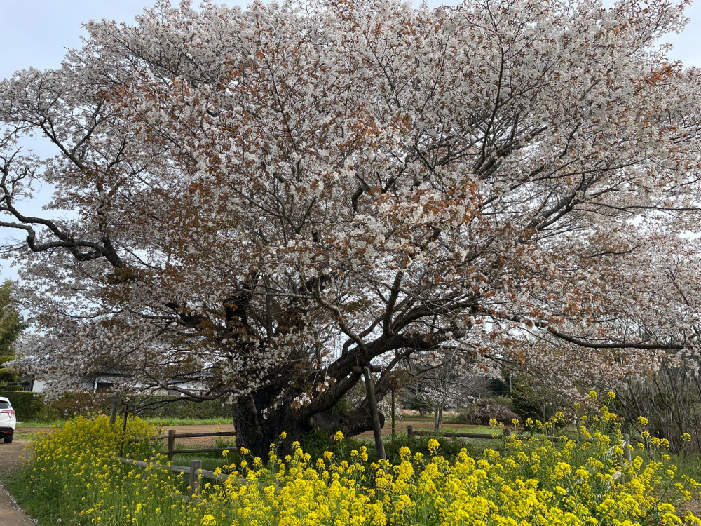 令和5年 黄門桜開花情報-3.31_2