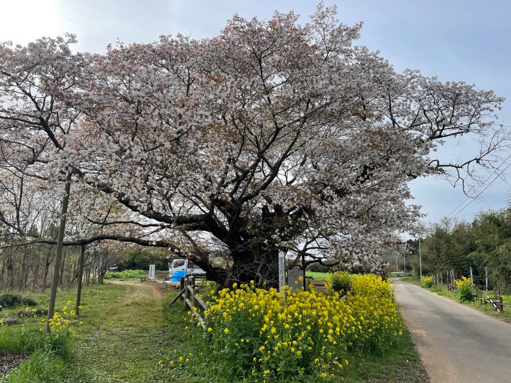 令和5年 黄門桜開花情報-3.31_1