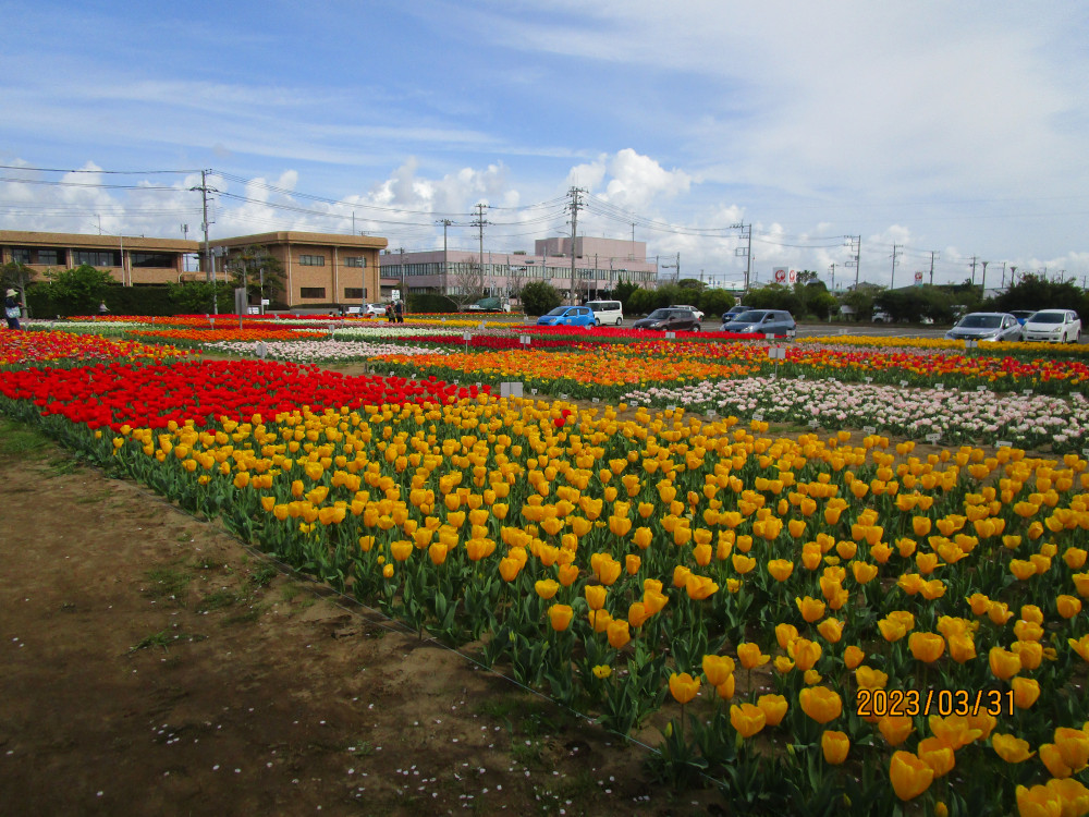 令和5年 のさか花の広場チューリップ開花情報-のさかチューリップ_3月31日（金曜日）