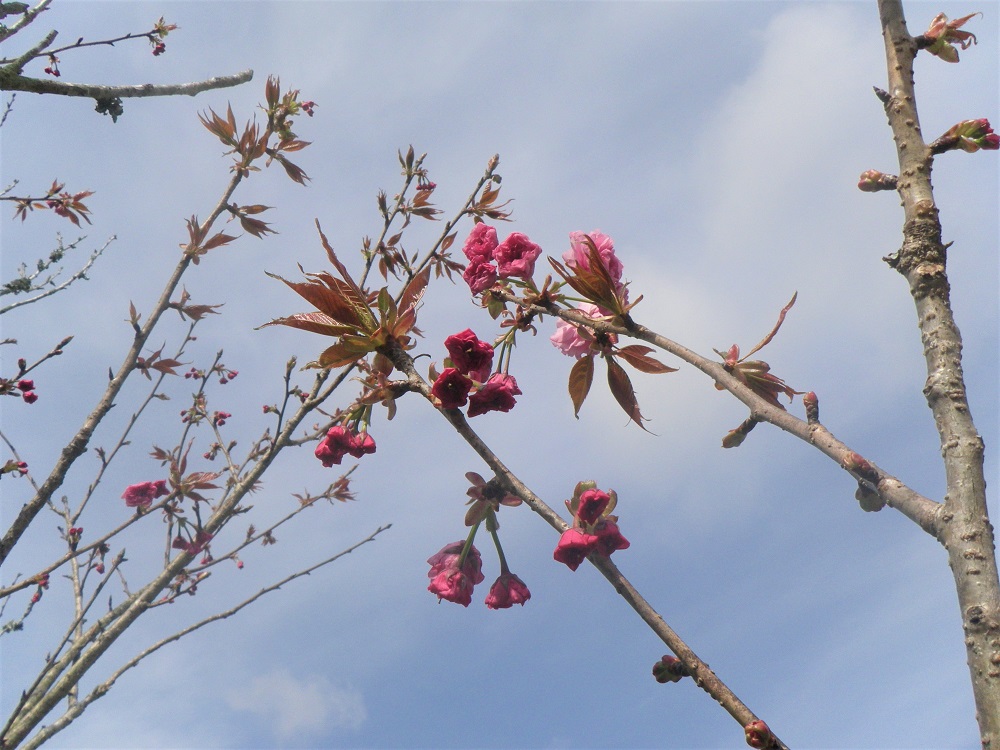 令和5年 天神山公園桜開花情報-3月31日 天神山公園桜2