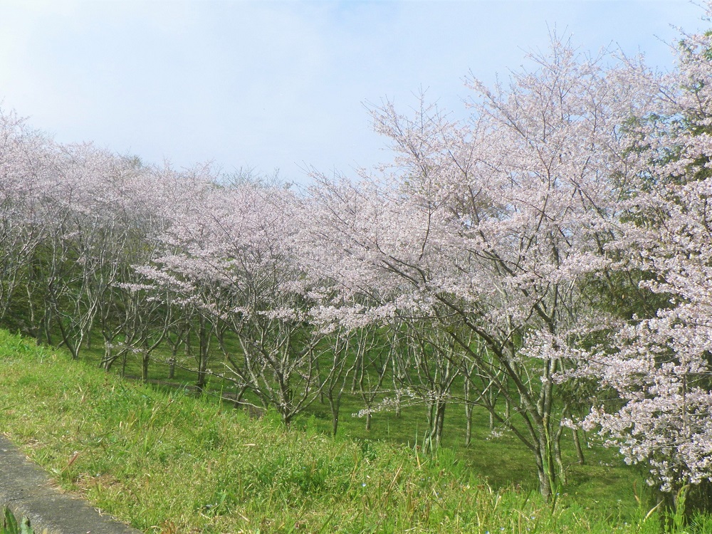 令和5年 天神山公園桜開花情報-3月31日 天神山公園桜1