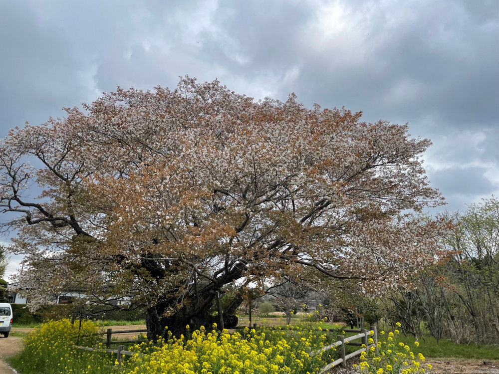 令和5年 黄門桜開花情報-4.2_2