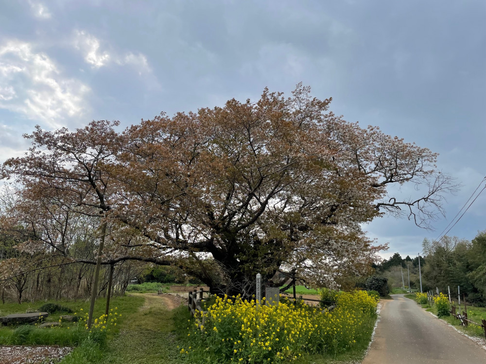 令和5年 黄門桜開花情報-4.2_1