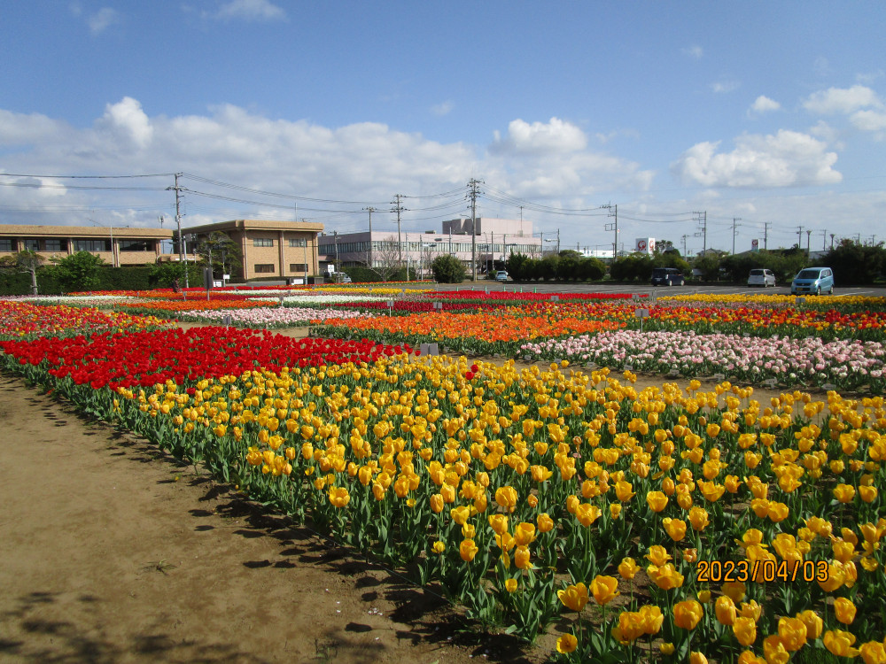 令和5年 のさか花の広場チューリップ開花情報-のさかチューリップ_4月3日（月曜日）