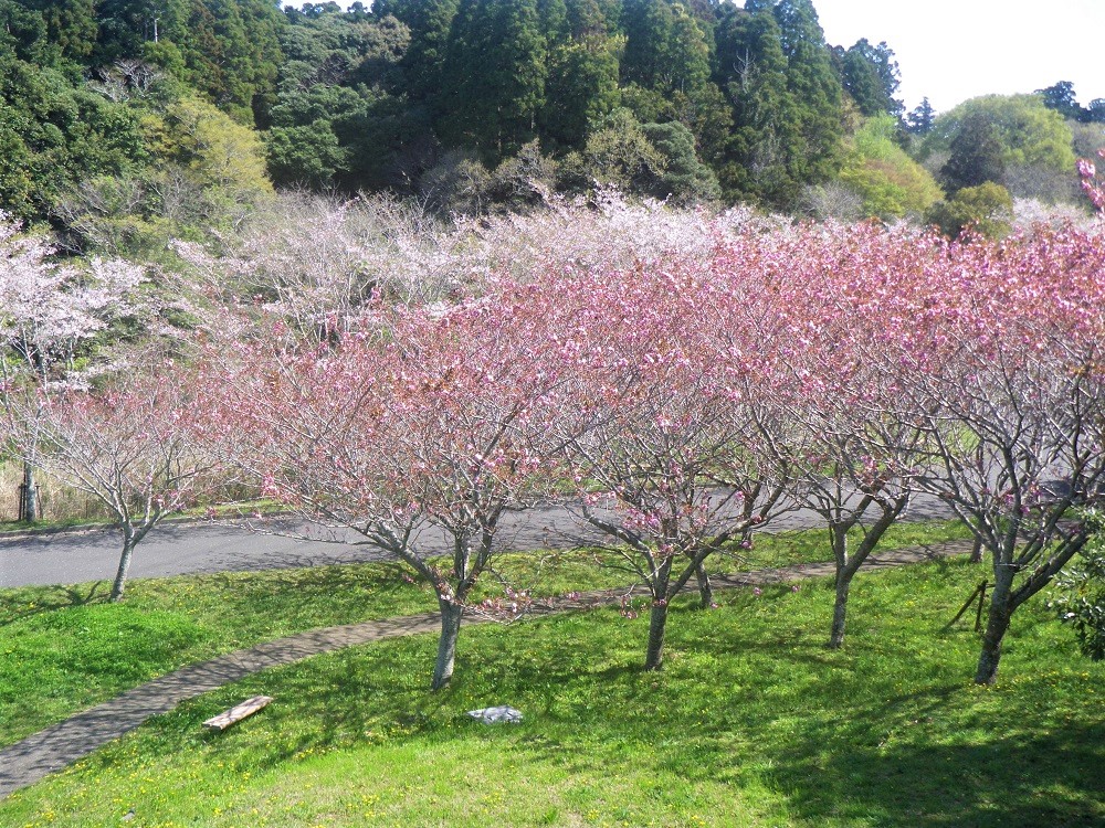 令和5年 天神山公園桜開花情報-4月4日 天神山公園桜2