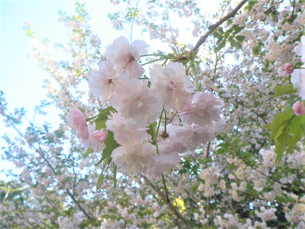 令和5年 天神山公園桜開花情報-4月4日 天神山公園桜1