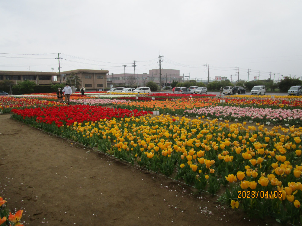 令和5年 のさか花の広場チューリップ開花情報-のさかチューリップ_4月6日（木曜日）