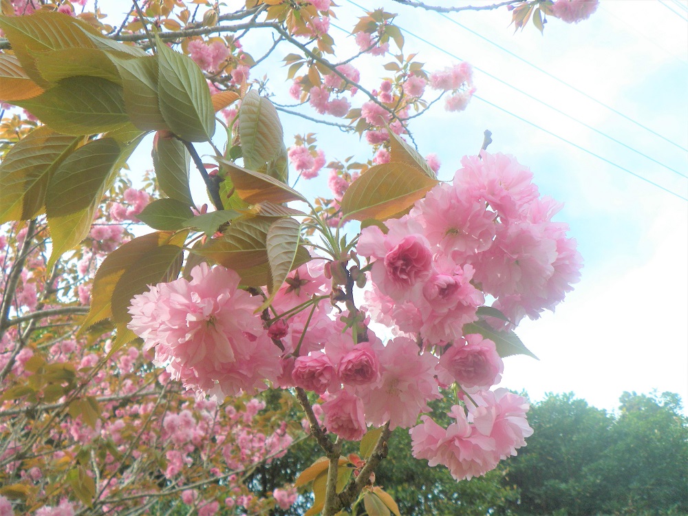 令和5年 天神山公園桜開花情報-4月7日 天神山公園桜2