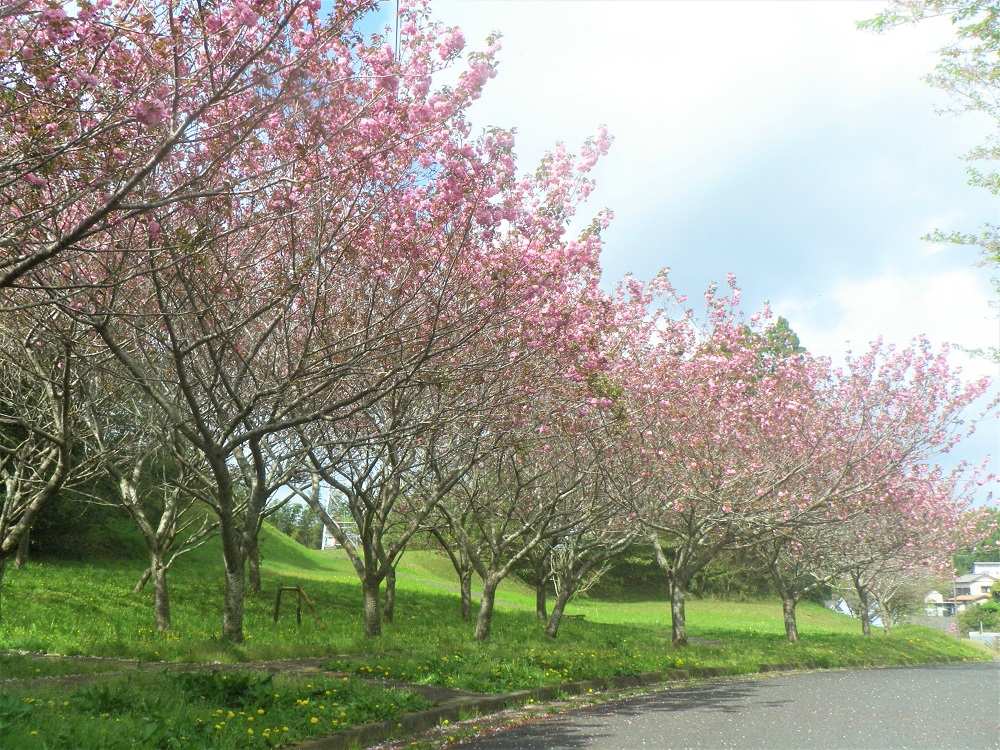 令和5年 天神山公園桜開花情報-4月7日 天神山公園桜1