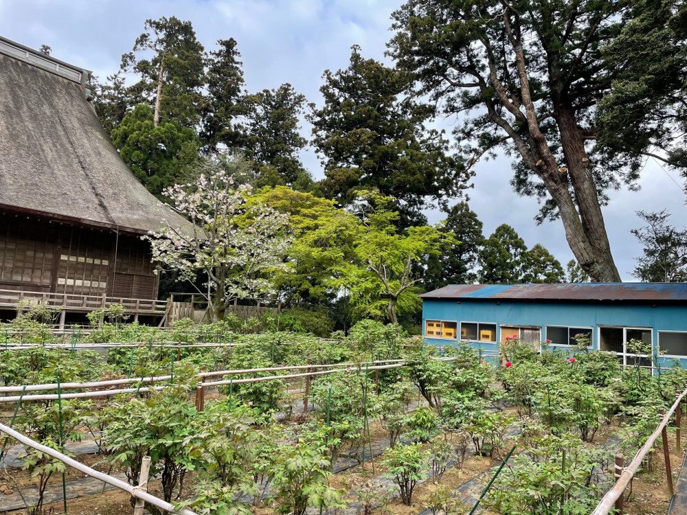 令和5年 飯高寺ボタン園開花状況-4.7_2