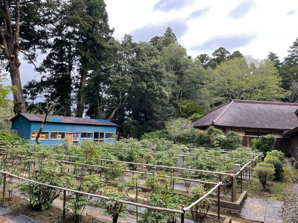 令和5年 飯高寺ボタン園開花状況-4.7_1