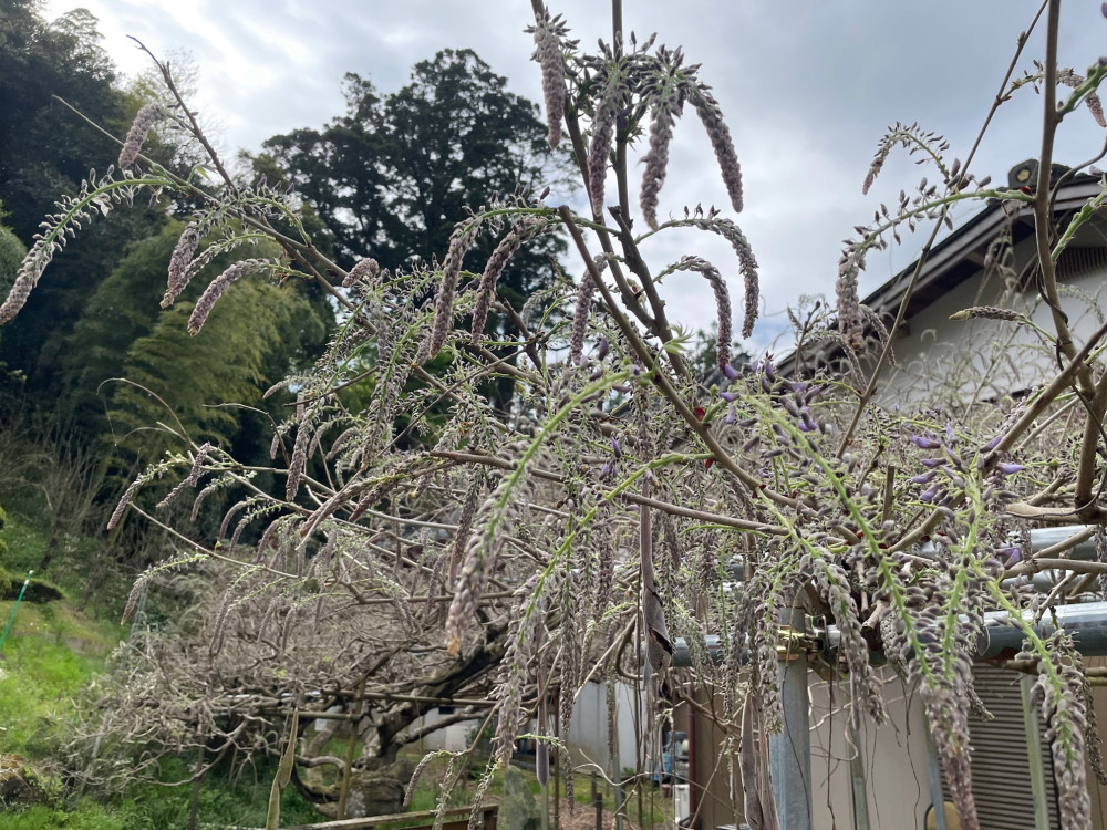 令和5年 木積龍頭寺大フジ開花状況-4.7_2