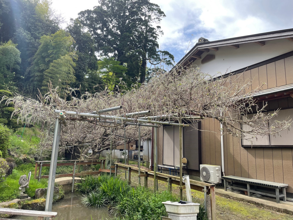 令和5年 木積龍頭寺大フジ開花状況-4.7_1