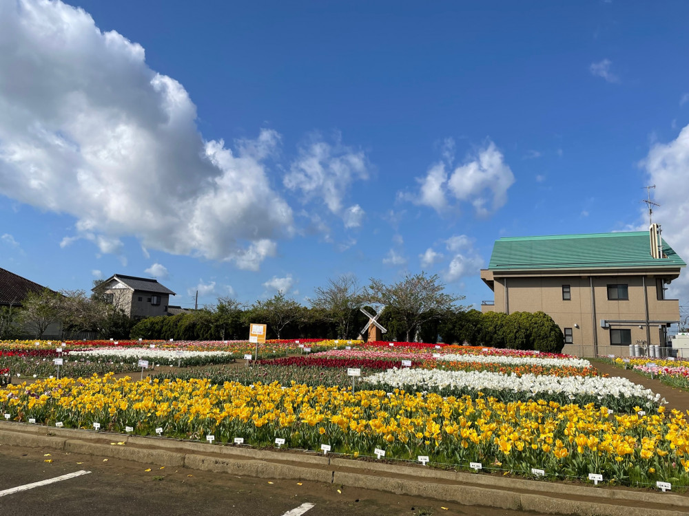 令和5年 のさか花の広場チューリップ開花情報-4.8_2