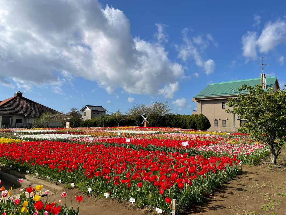 令和5年 のさか花の広場チューリップ開花情報-4.8_1