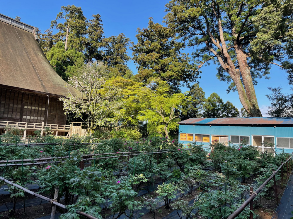 令和5年 飯高寺ボタン園開花状況-4.8_2