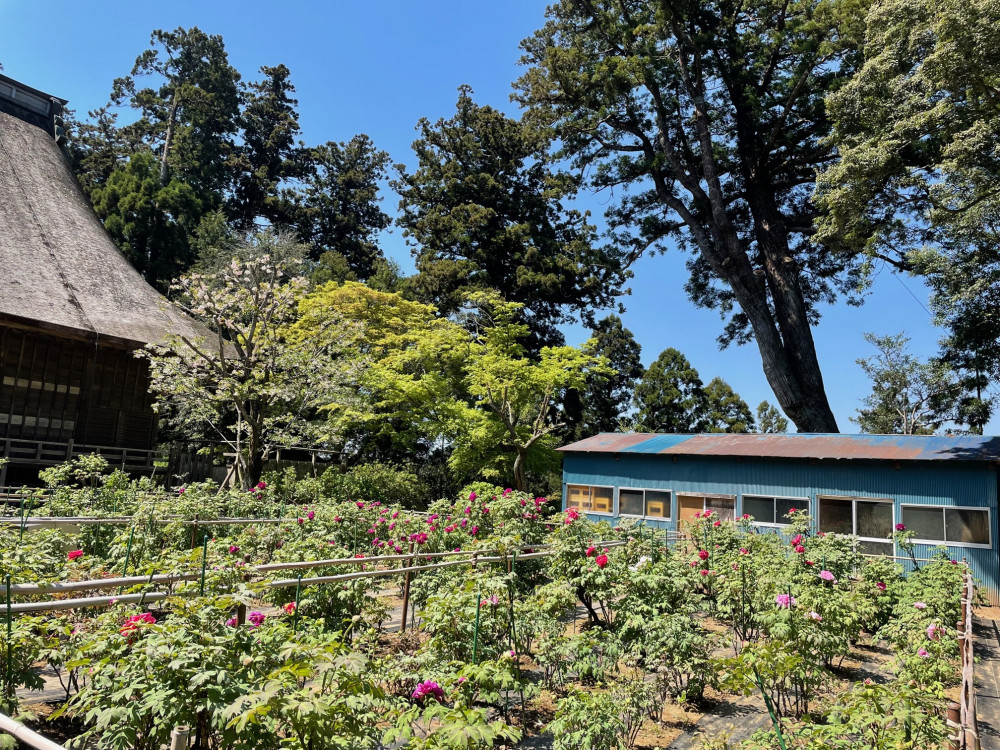 令和5年 飯高寺ボタン園開花状況-4.10_2