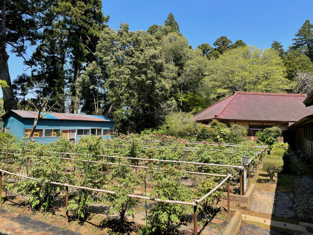 令和5年 飯高寺ボタン園開花状況-4.10_1