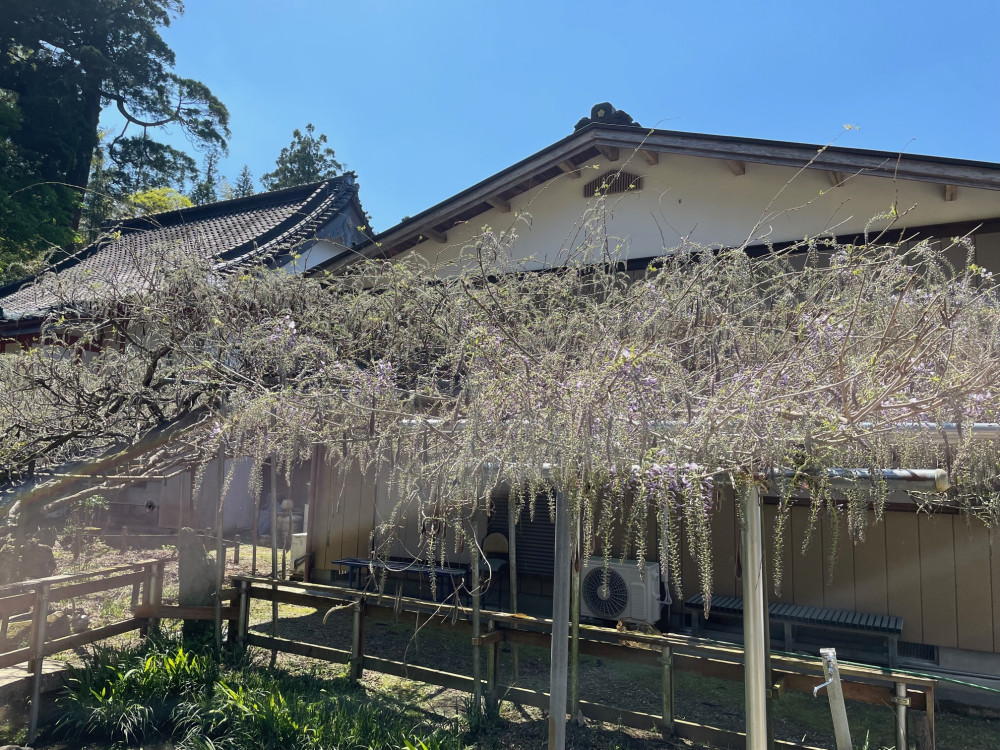 令和5年 木積龍頭寺大フジ開花状況-4.10_2