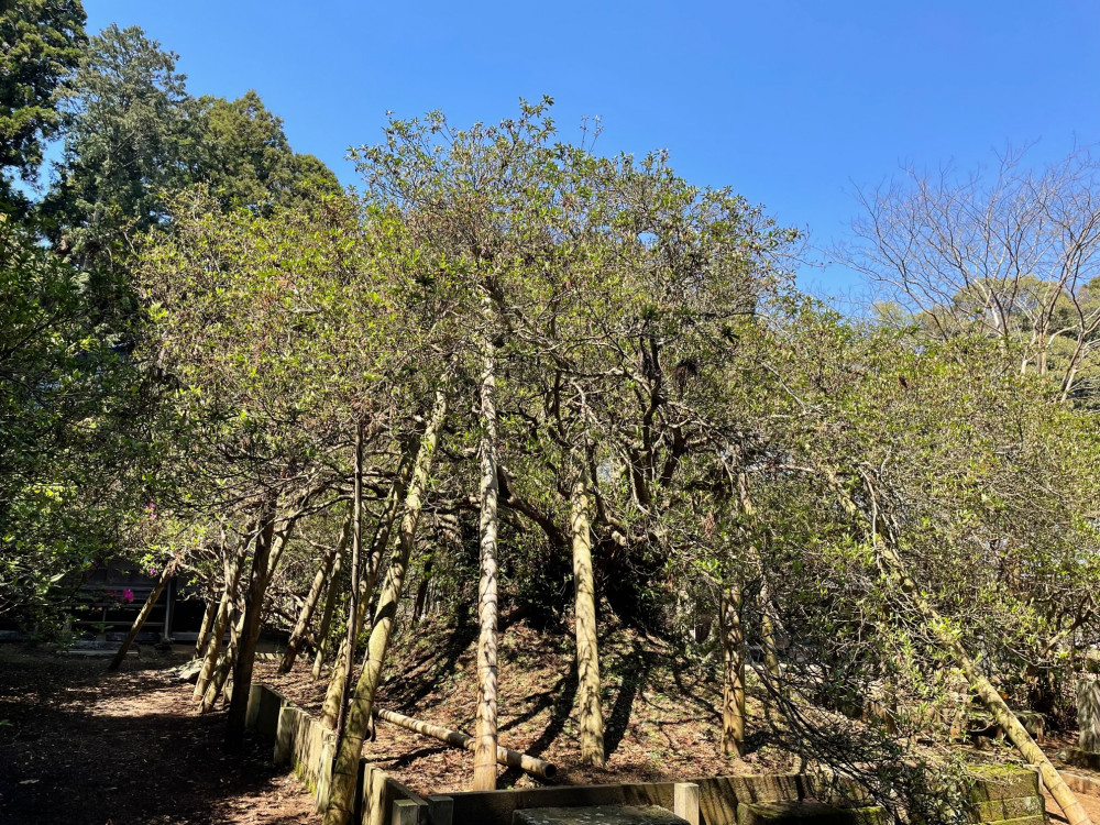 令和5年 圓實寺の大ツツジ開花状況-4.10_2