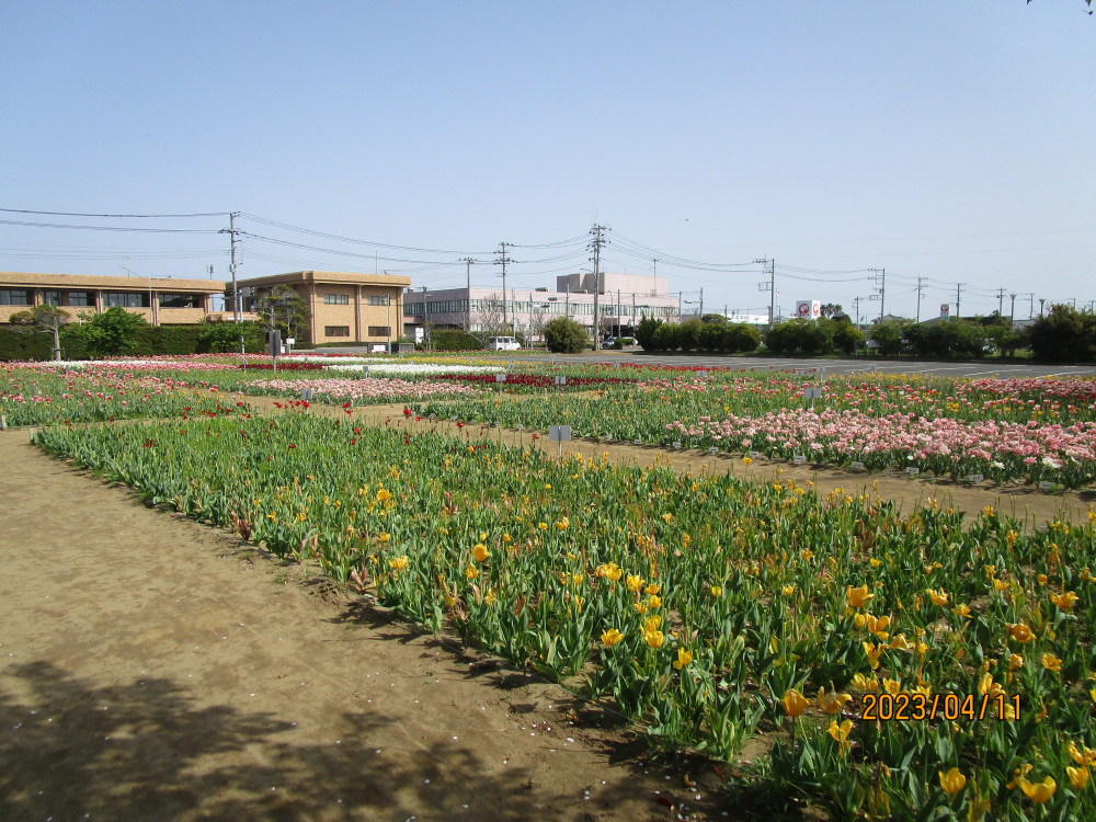 令和5年 のさか花の広場チューリップ開花情報-のさかチューリップ_4月11日（火曜日）