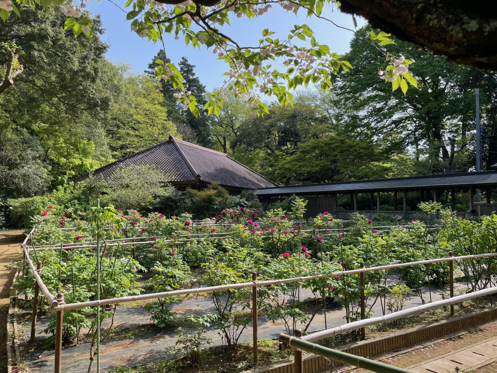 令和5年 飯高寺ボタン園開花状況-4.11_4