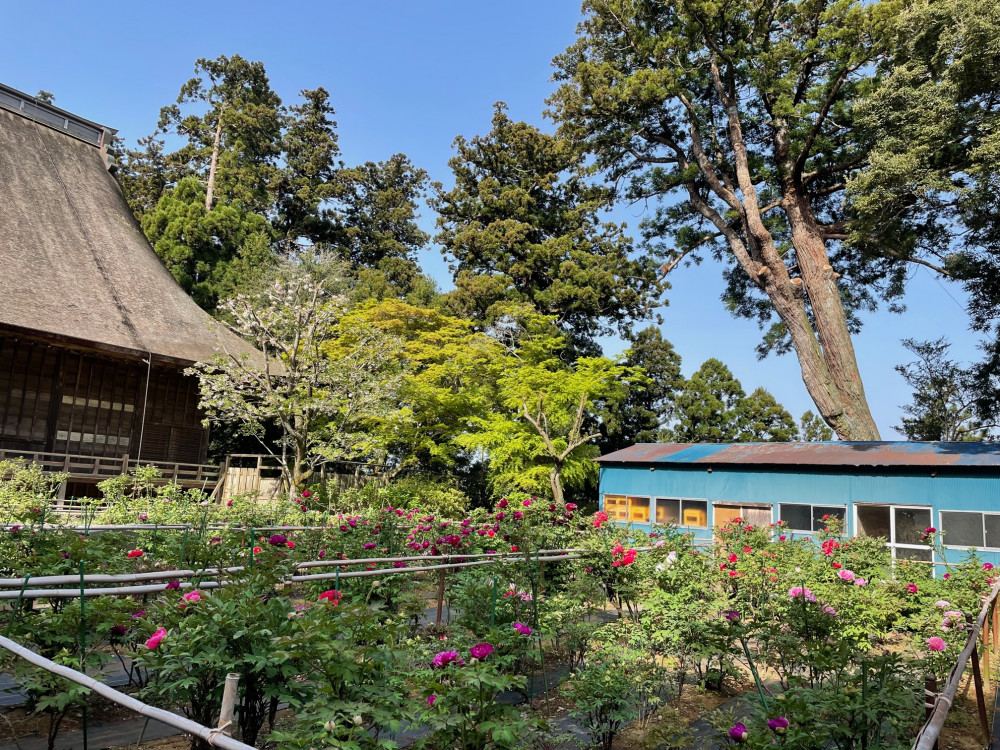 令和5年 飯高寺ボタン園開花状況-4.11_2