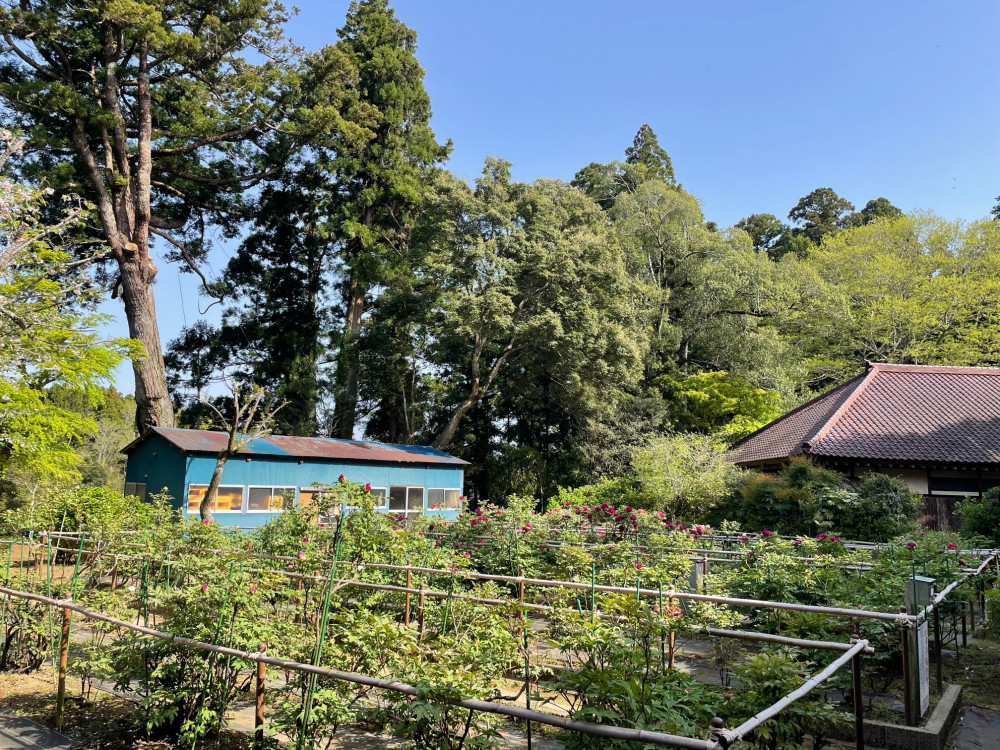 令和5年 飯高寺ボタン園開花状況-4.11_1