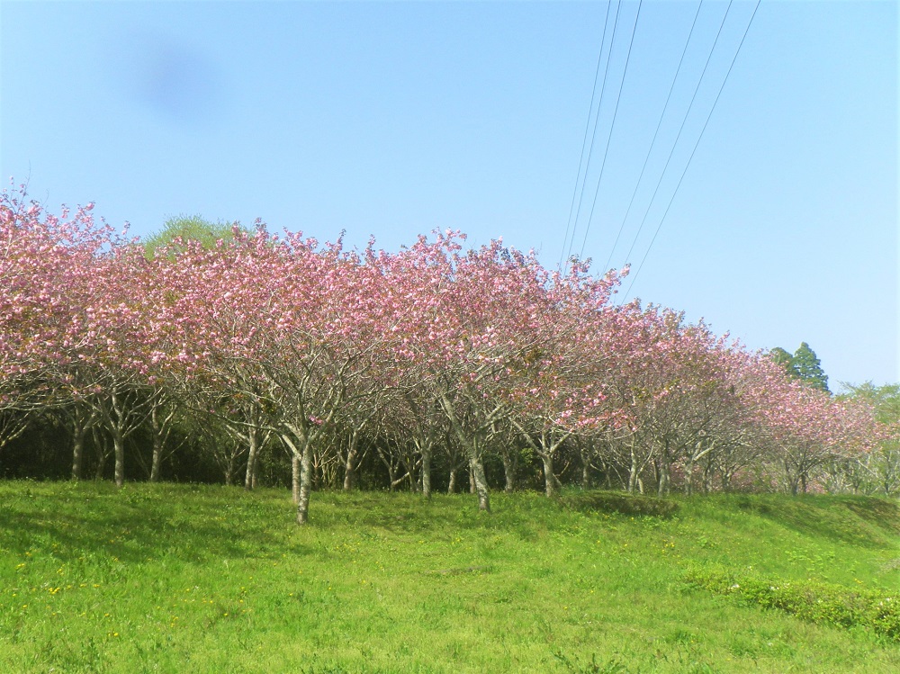 令和5年 天神山公園桜開花情報-4月11日 天神山公園桜2