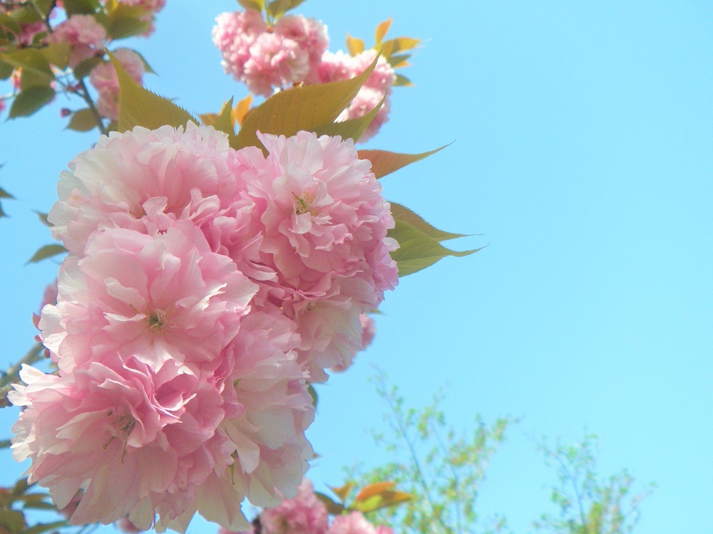 令和5年 天神山公園桜開花情報-4月11日 天神山公園桜1