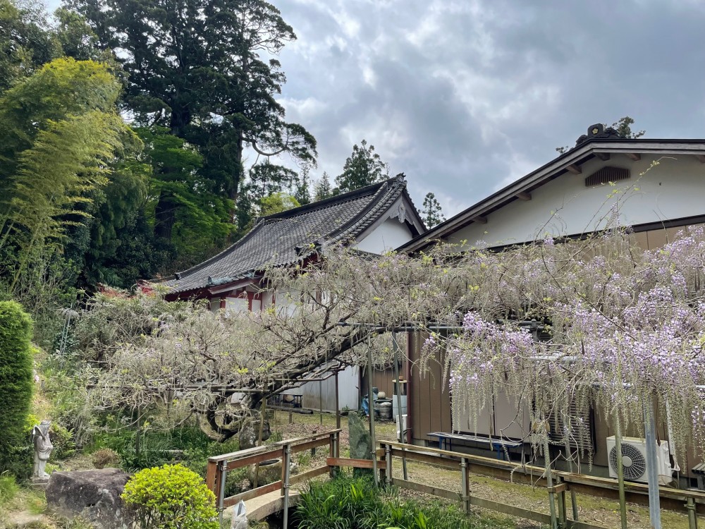 令和5年 木積龍頭寺大フジ開花状況-4.12_2