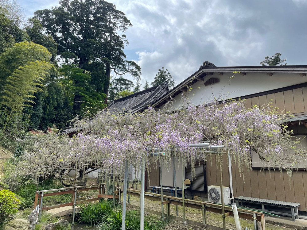 令和5年 木積龍頭寺大フジ開花状況-4.12_1