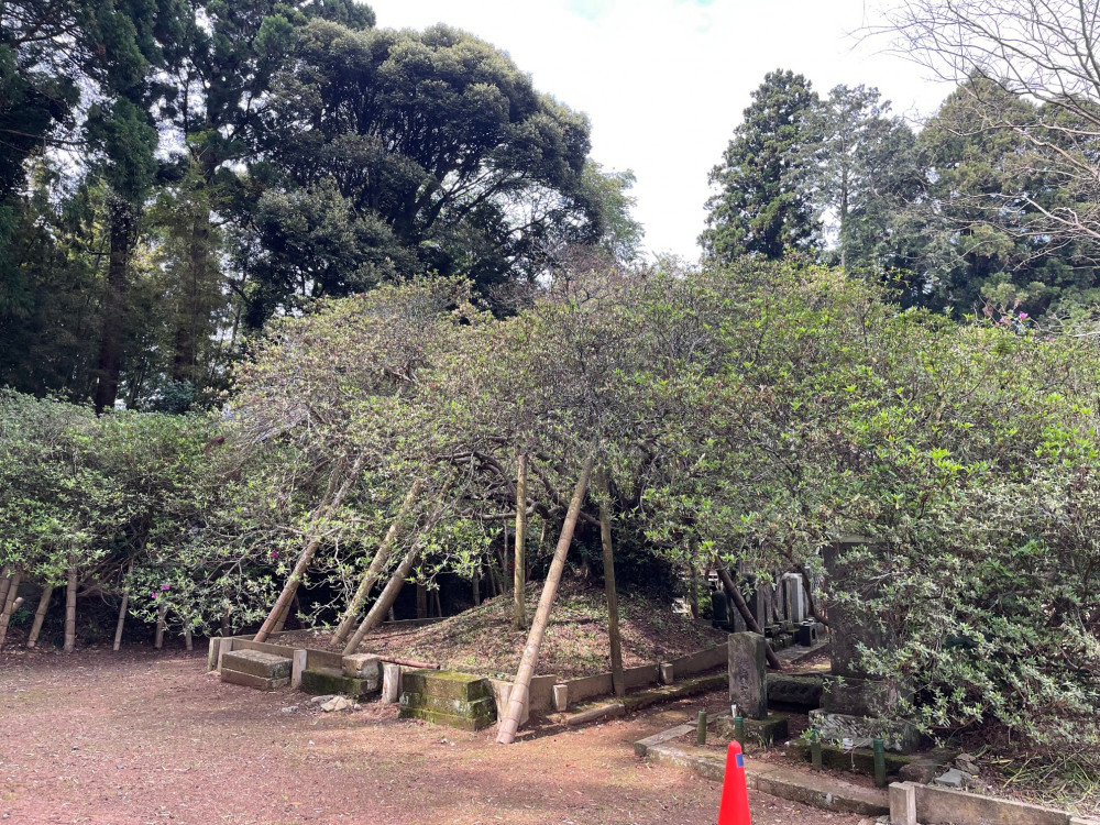 令和5年 圓實寺の大ツツジ開花状況-4.12_1