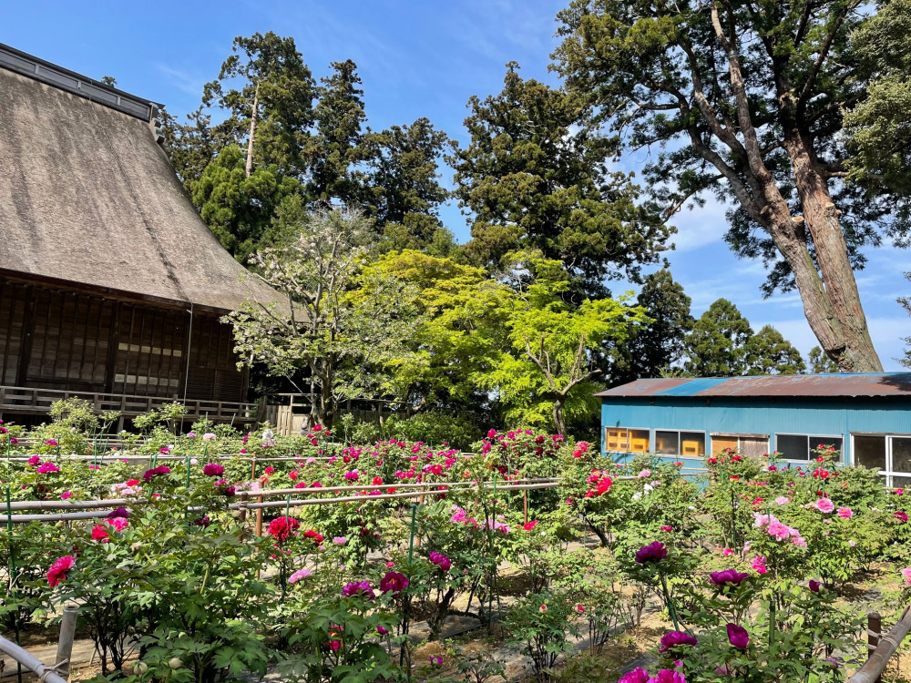 令和5年 飯高寺ボタン園開花状況-4.12_2