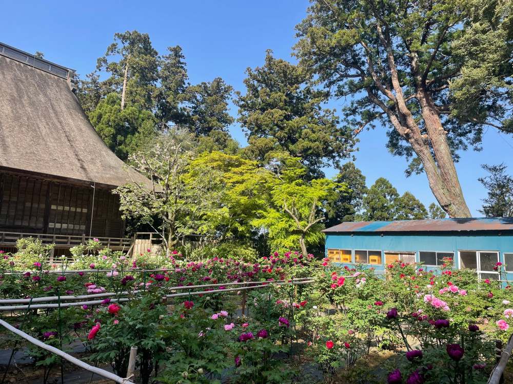 令和5年 飯高寺ボタン園開花状況-4.13_2