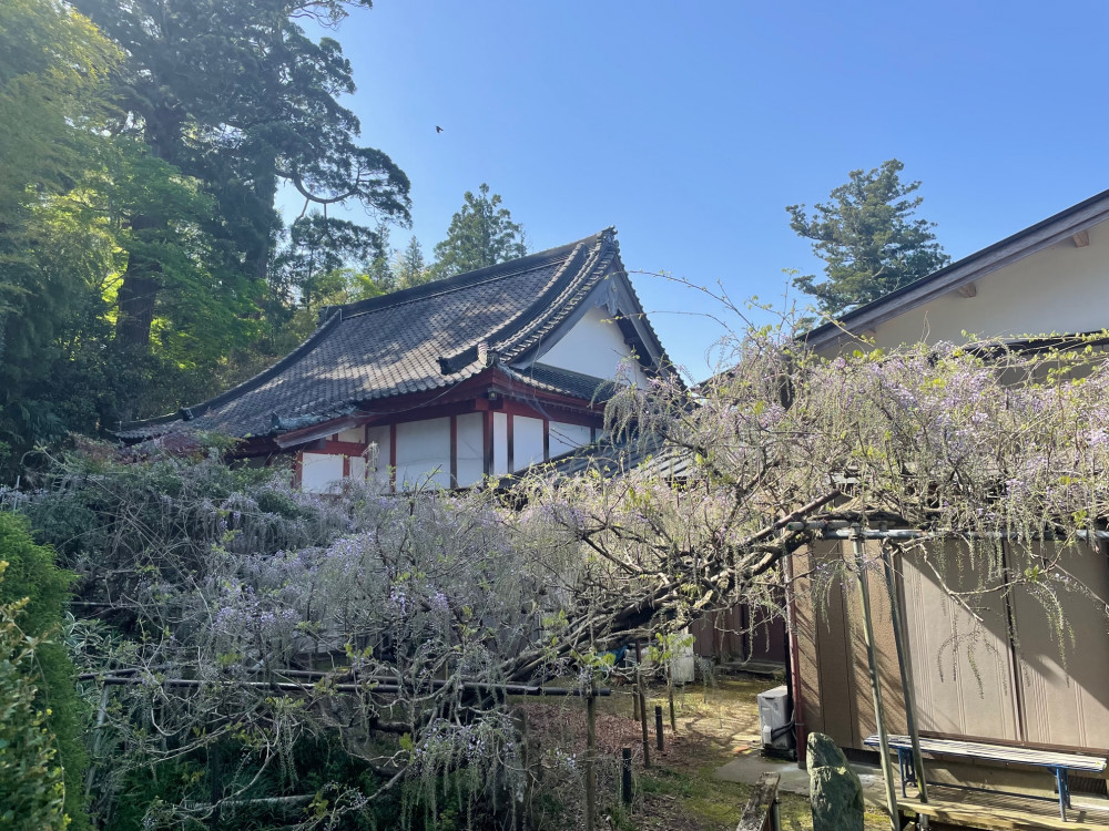 令和5年 木積龍頭寺大フジ開花状況-4.13_2