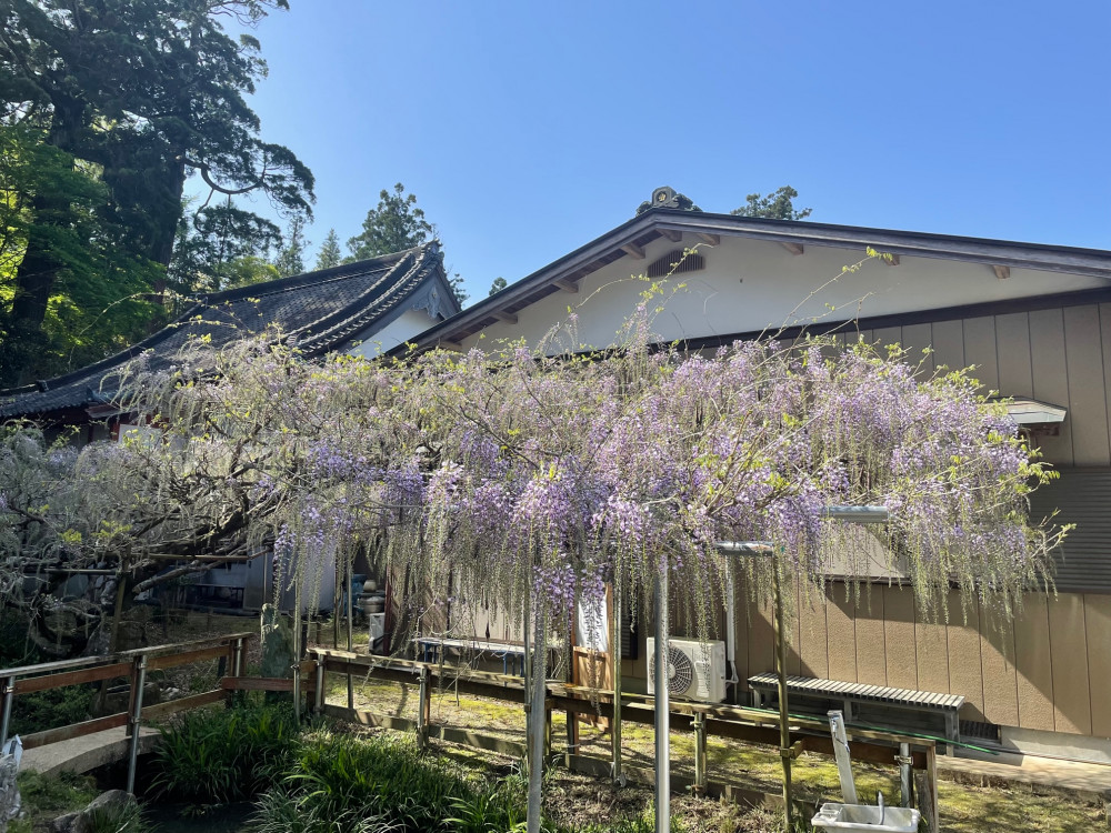 令和5年 木積龍頭寺大フジ開花状況-4.13_1