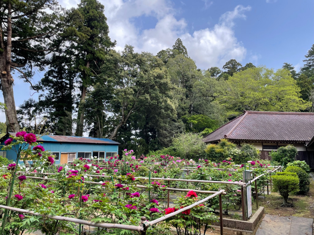 令和5年 飯高寺ボタン園開花状況-4.14-1