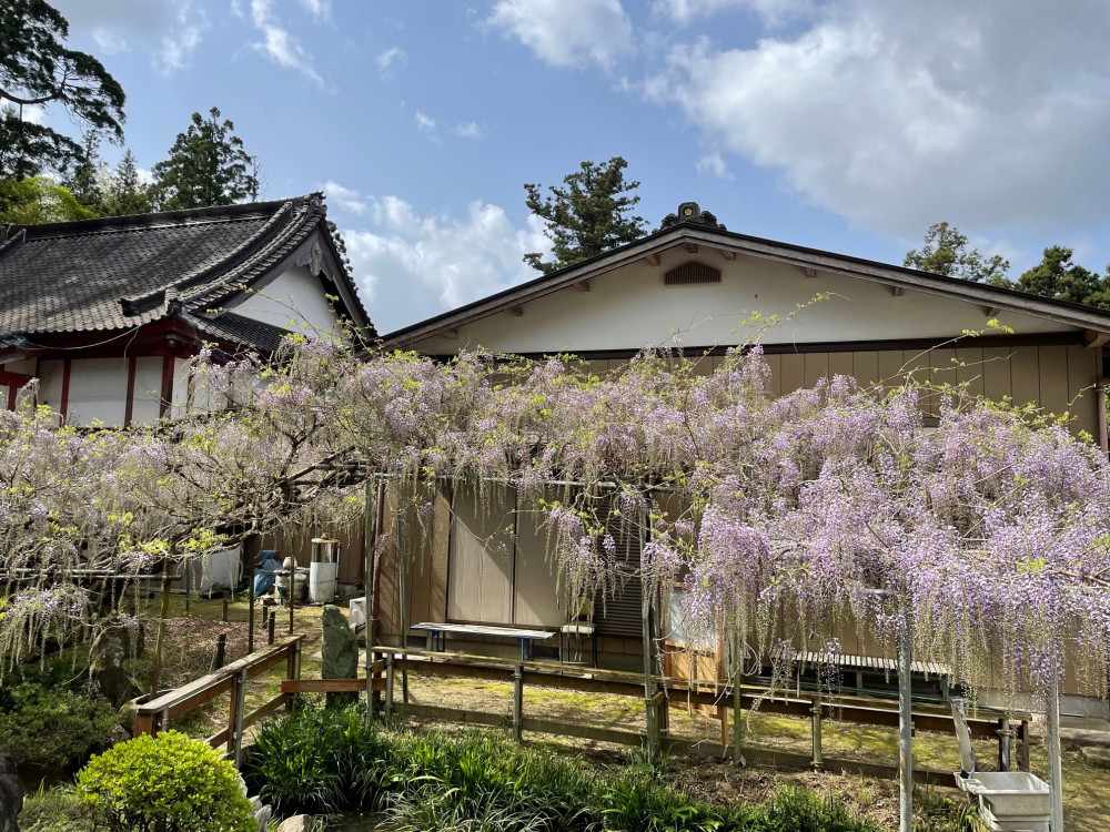 令和5年 木積龍頭寺大フジ開花状況-4.14-2