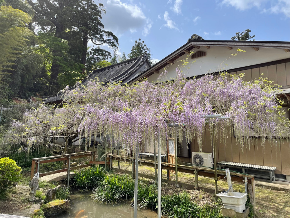 令和5年 木積龍頭寺大フジ開花状況-4.14-1