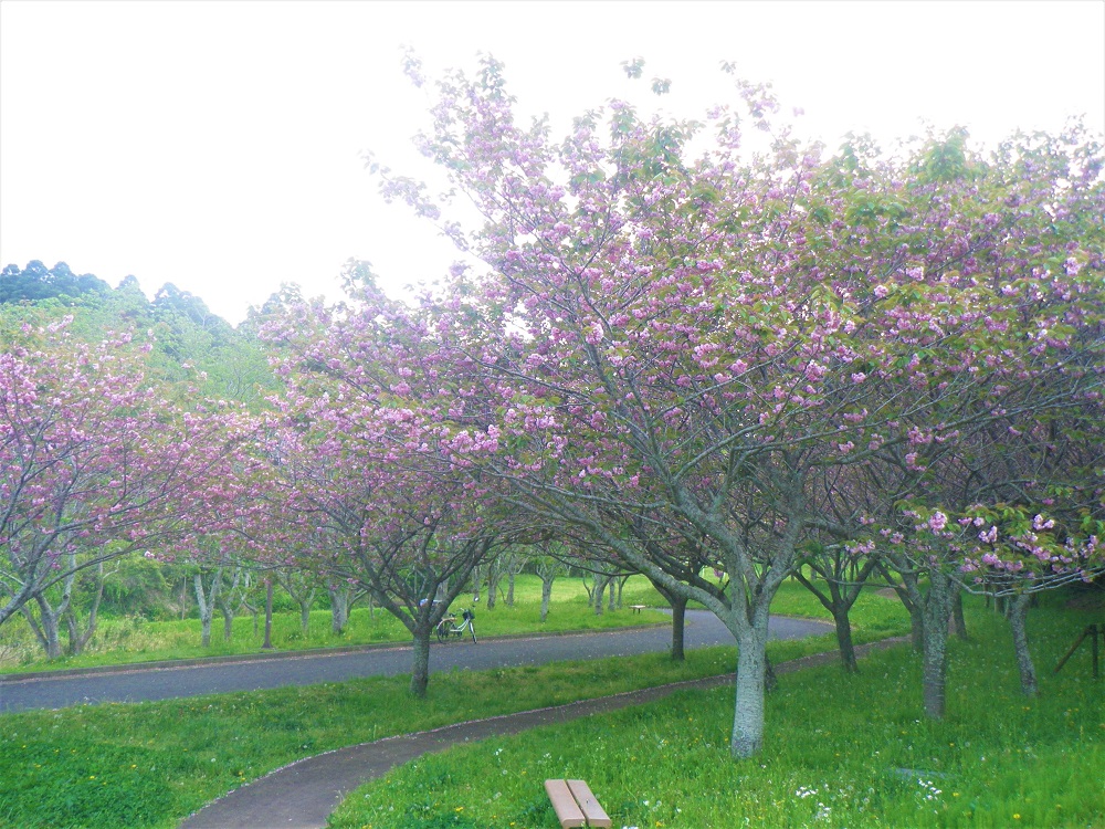 令和5年 天神山公園桜開花情報-4月14日 天神山公園桜2