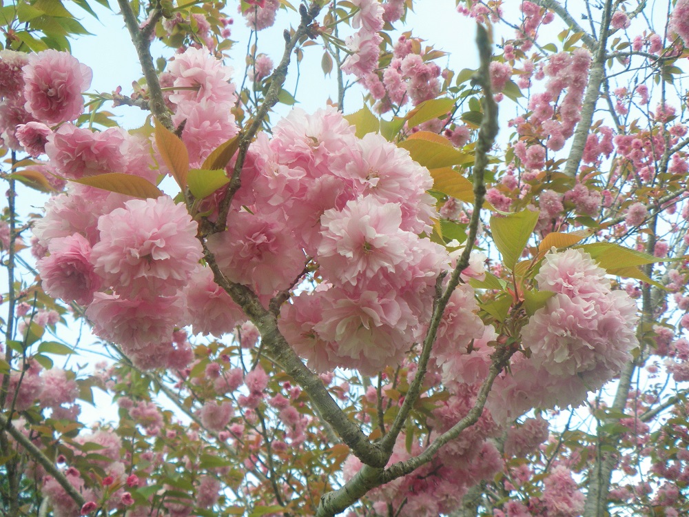 令和5年 天神山公園桜開花情報-4月14日 天神山公園桜1