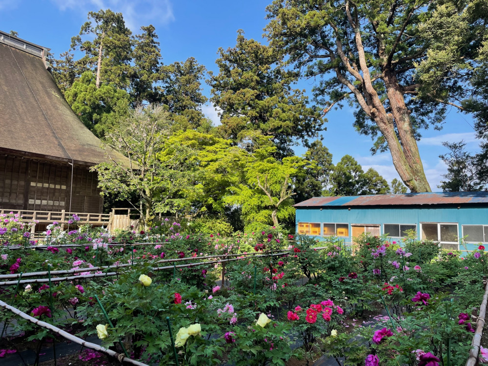 令和5年 飯高寺ボタン園開花状況-4.17_2