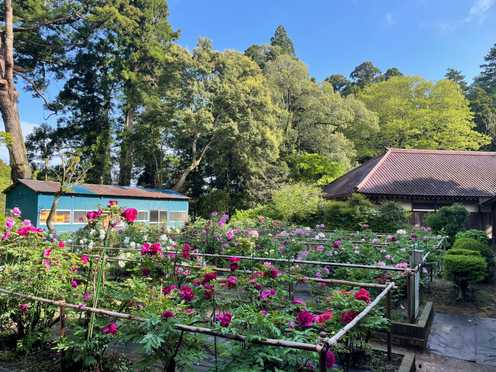 令和5年 飯高寺ボタン園開花状況-4.17_1